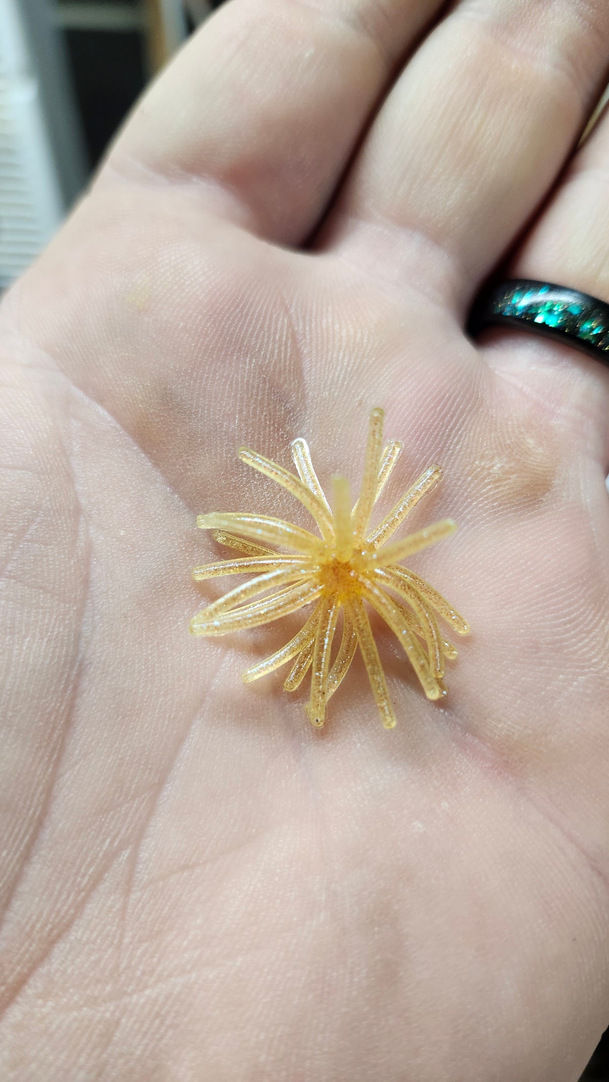 Lil' Prick 1.2 Urchin *10 In A Box*