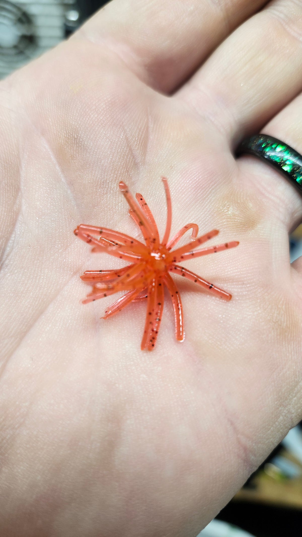 Lil' Prick 1.2 Urchin *10 In A Box*