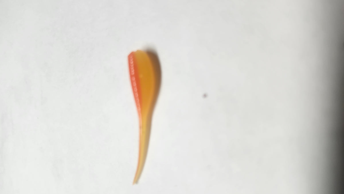 Micro Minnow 1.2 Stinger Tail